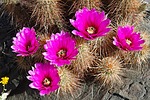 photo thumbnail #4