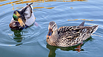 photo thumbnail #6