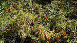 2023-04-12 :2: Quitobaquito Springs :: rwstorm