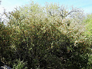 2023-04-12 :2: Quitobaquito Springs :: rwstorm