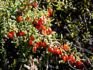 2023-04-12 :2: Quitobaquito Springs :: rwstorm