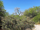 2023-04-12 :2: Quitobaquito Springs :: rwstorm