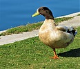 photo thumbnail #14