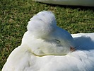 photo thumbnail #13