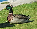 photo thumbnail #15