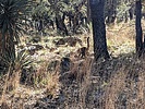 2023-04-16 :1: Old Baldy - Super Trail Loop :: BubbaJuice