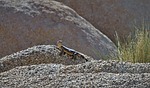 2023-04-10 :3: Split Rock Loop - Discovery Loop :: tibber