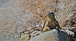 2023-04-10 :3: Split Rock Loop - Discovery Loop :: tibber