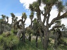 2023-04-12 :3: Warren Peak Panorama Loop :: trekkin_gecko