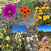photo thumbnail #10