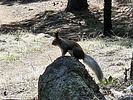 2023-04-15 :3: Christmas Tree - Urban Trail Loop :: azbackpackr