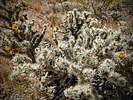 2023-04-19 :1: Dixie Peak - Valle - Cactus - Tortoise :: tibber