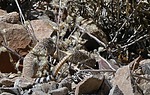 photo thumbnail #12