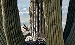 2023-04-19 :3: Dixie Peak - Valle - Cactus - Tortoise :: tibber