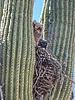 2023-04-22 :1: Esplanade Owl Check Up :: tibber
