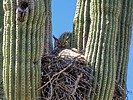 2023-04-22 :1: Esplanade Owl Check Up :: tibber