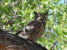 2023-04-19 :: Slaughter Ranch :: cactuscat