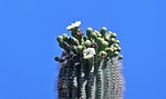 photo thumbnail #12