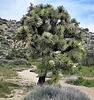 2023-04-12 :3: Warren Peak :: tibber