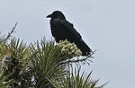 2023-04-12 :3: Panorama Loop :: tibber