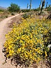 2023-04-29 :2: Picketpost Mountain Summit :: Vashti