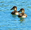 photo thumbnail #11
