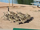photo thumbnail #5