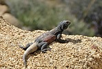 2023-04-13 :2: Mastodon Peak Loop Trail :: tibber