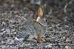 2023-04-02 :1: Sweetwater Wetlands :: Yoder