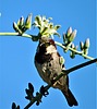 photo thumbnail #9