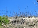 photo thumbnail #11