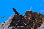 2023-05-08 :2: Guadalupe Ridge - AKA Midlife Crisis / Scott :: gummo