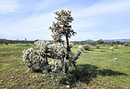 2023-03-05 :1: Esplanade Owl Check - Apache Wash Wildflowers :: tibber