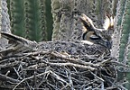 2023-03-05 :3: Esplanade Owl Check - Apache Wash Wildflowers :: tibber