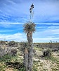 2023-03-10 :1: Cone - Brown Mountains Loop :: tibber