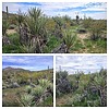 2023-03-10 :1: Cone - Brown Mountains Loop :: tibber