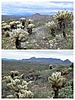 2023-03-10 :3: Cone - Brown Mountains Loop :: tibber