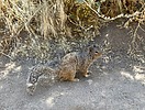 2023-05-14 :1: Cave Creek Trail #4 :: johnlp