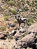 2023-05-09 :1: Crucifix Canyon :: ScottHika