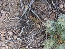 2023-05-13 :2: Two Bar Mountain :: pseudalpine