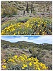 2023-03-14 :1: Dixie Mountain Wildflowers Loop :: tibber