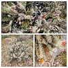 2023-03-14 :1: Dixie Mountain Wildflowers Loop :: tibber