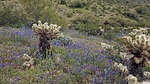 2023-03-14 :1: Dixie Mountain Wildflowers Loop :: tibber