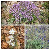 2023-03-14 :1: Dixie Mountain Wildflowers Loop :: tibber