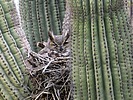 2023-03-14 :3: Dixie Mountain Wildflowers Loop :: tibber