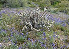 2023-03-14 :3: Dixie Mountain Wildflowers Loop :: tibber