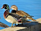 photo thumbnail #3