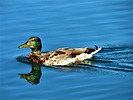 photo thumbnail #1