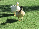 photo thumbnail #12