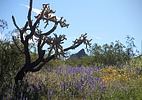 photo thumbnail #13